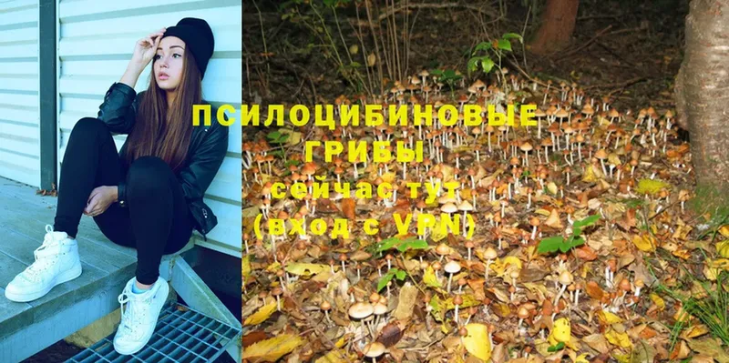 Галлюциногенные грибы Psilocybe  хочу наркоту  Ковдор 